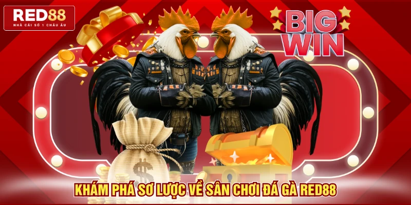 Khám phá sơ lược về sân chơi đá gà Red88